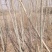 杨树0.1-0.6公分的都有