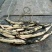 荷花30~40cm