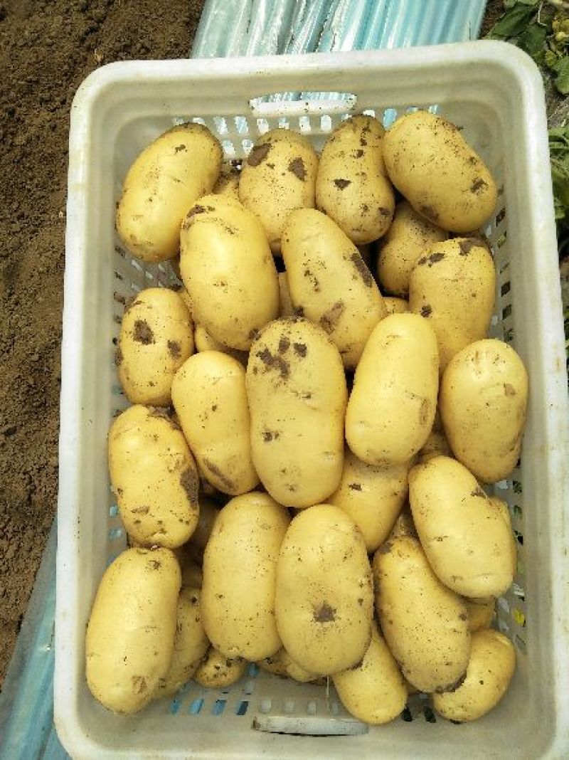 安丘露天土豆大量上市