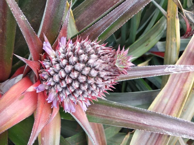 台农16甜蜜蜜凤梨金钻菠萝芒果凤梨基地直供