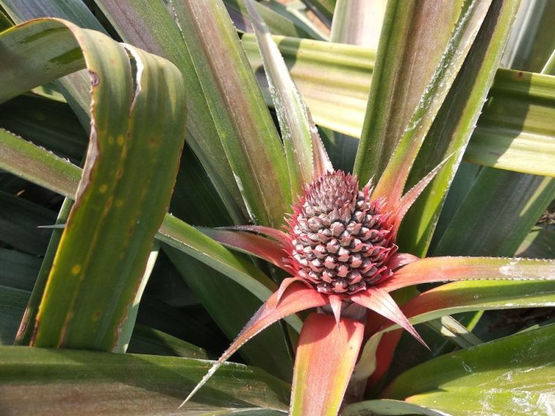 台农16甜蜜蜜凤梨金钻菠萝芒果凤梨基地直供