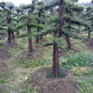 造型树