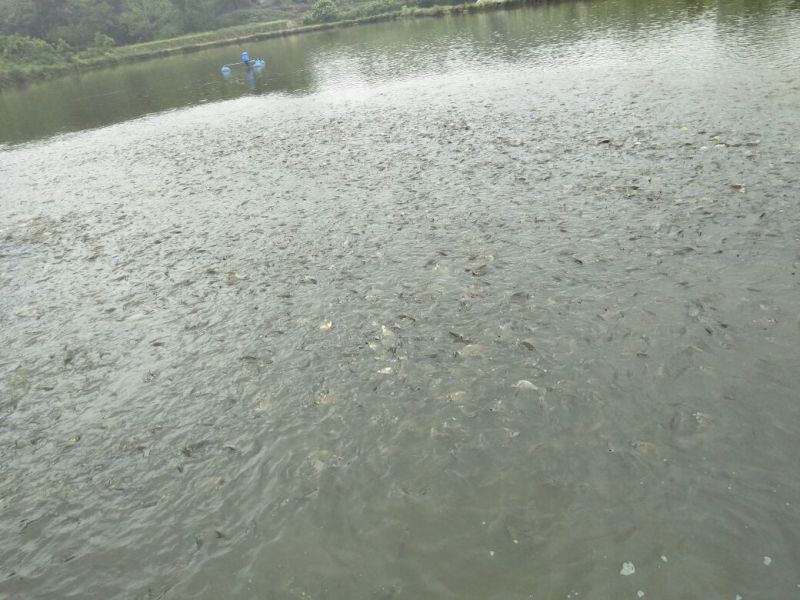 黄金鲫食用