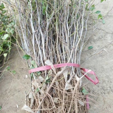 枣树苗1~1.5cm50~80cm果树苗基地直销