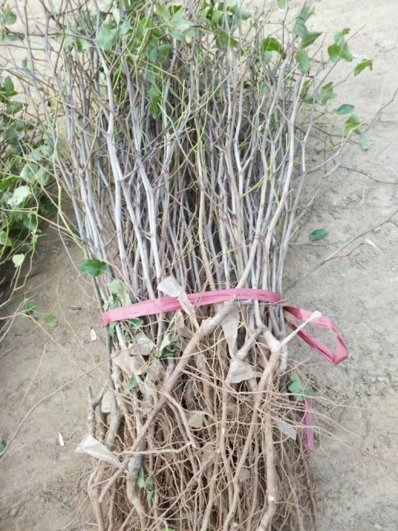 枣树苗1~1.5cm50~80cm果树苗基地直销