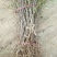 枣树苗1~1.5cm50~80cm果树苗基地直销