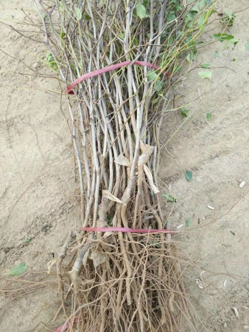 枣树苗1~1.5cm50~80cm果树苗基地直销