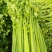 法国皇后芹菜