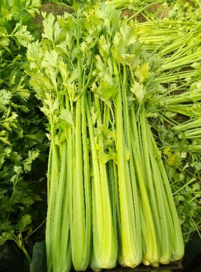 法国皇后芹菜