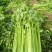 法国皇后芹菜