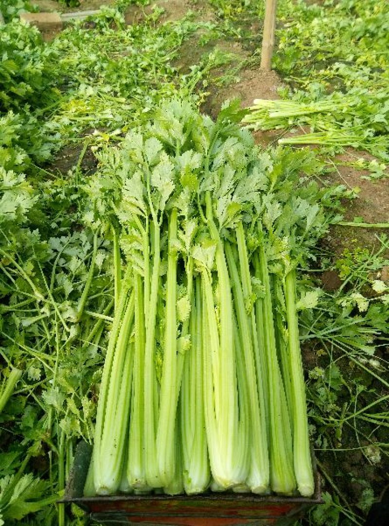 法国皇后芹菜
