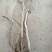 紫藤1~2cm1~1.5米绿化苗木藤本植物