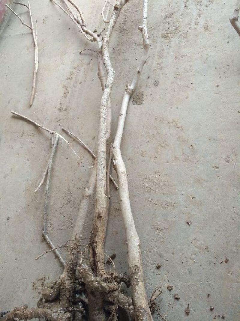 紫藤1~2cm1~1.5米绿化苗木藤本植物