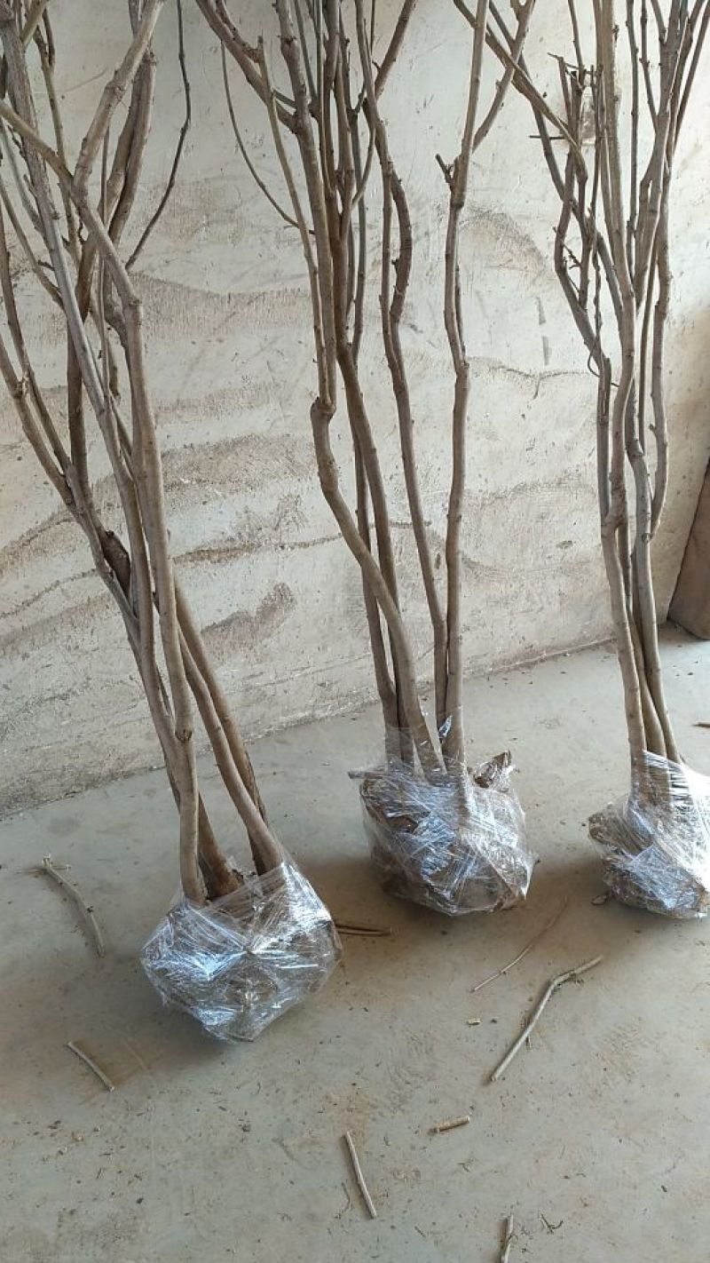 紫藤1~2cm1~1.5米绿化苗木藤本植物
