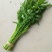 水芹40cm以上