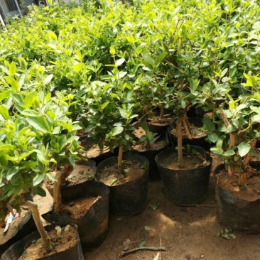 金银花苗30~40cm盆栽地栽南北方种植