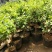 金银花苗30~40cm盆栽地栽南北方种植