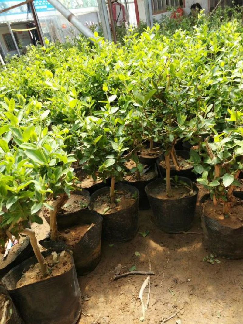 金银花苗30~40cm盆栽地栽南北方种植