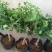金银花苗30~40cm盆栽地栽南北方种植