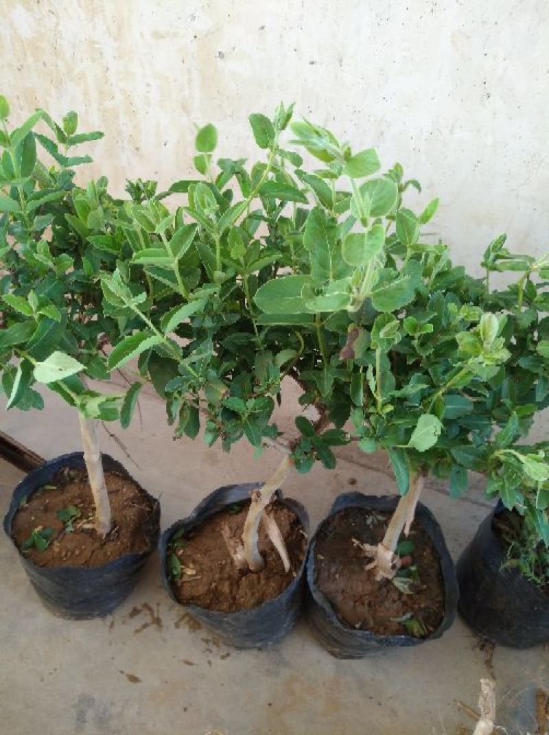 金银花苗30~40cm盆栽地栽南北方种植