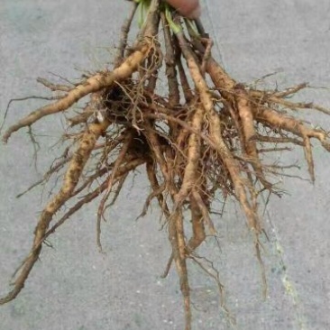 油牡丹苗10~20cm
