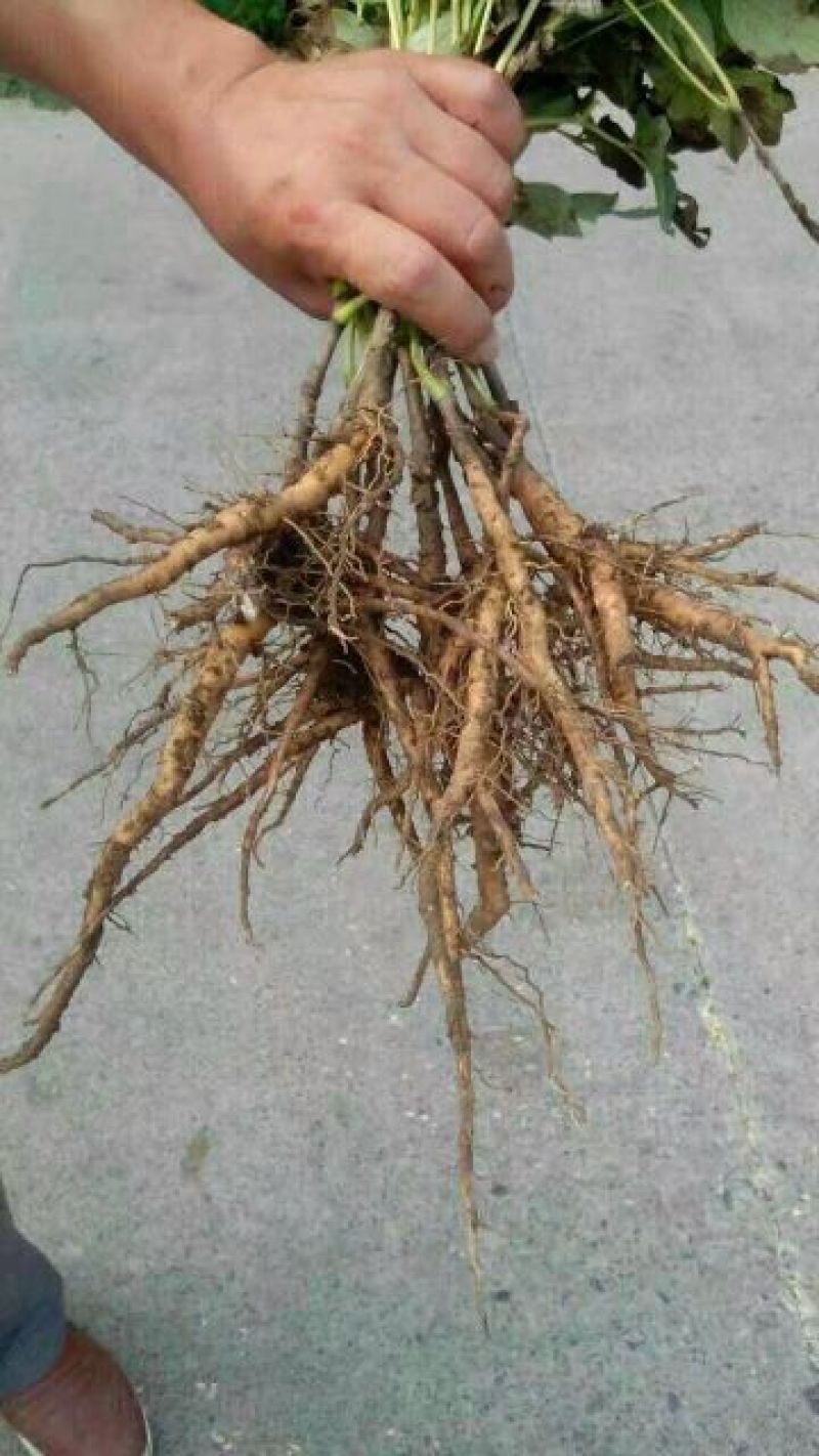 油牡丹苗10~20cm