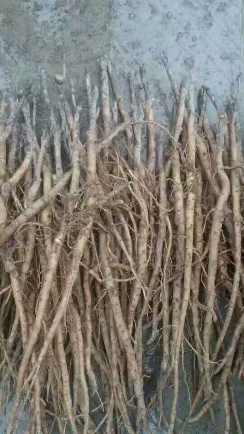 油牡丹苗10~20cm