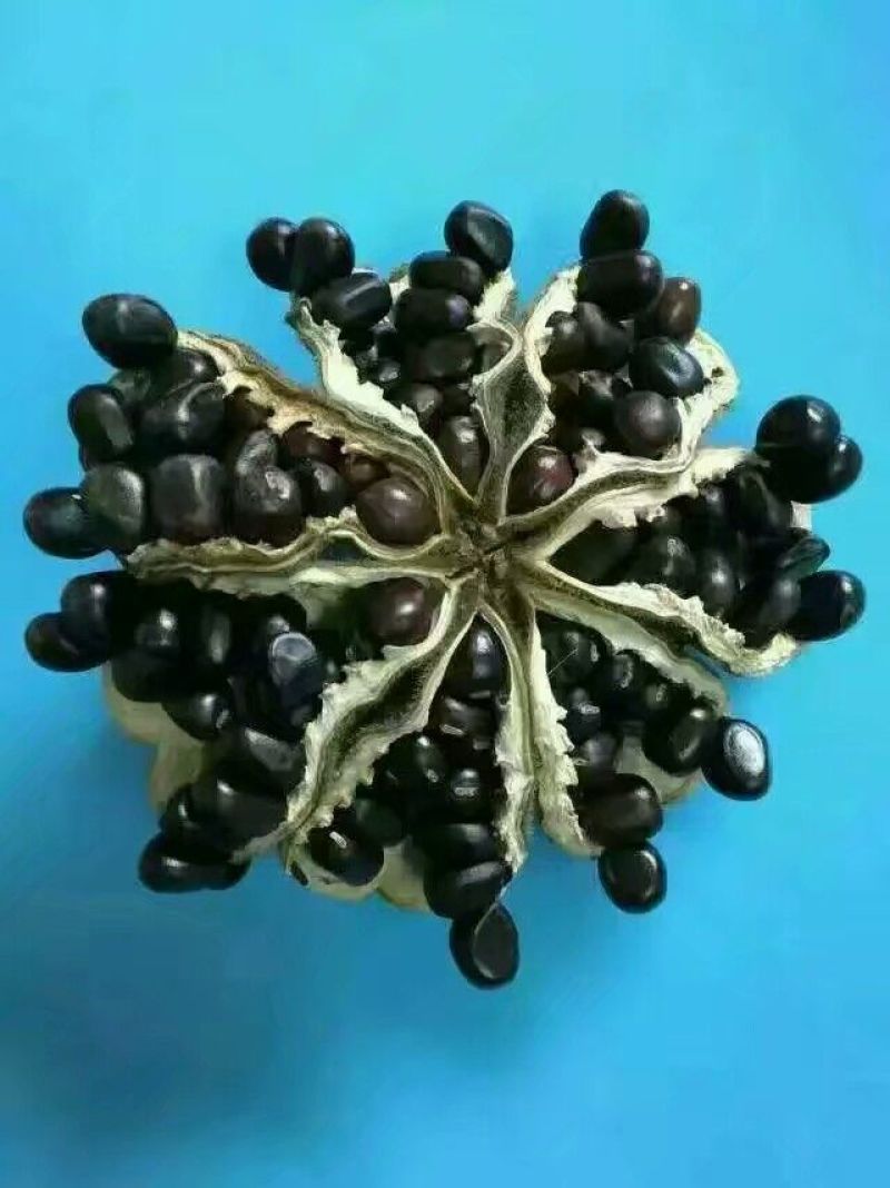 油牡丹苗10~20cm