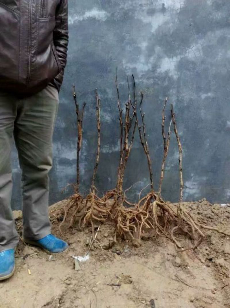 油牡丹苗10~20cm