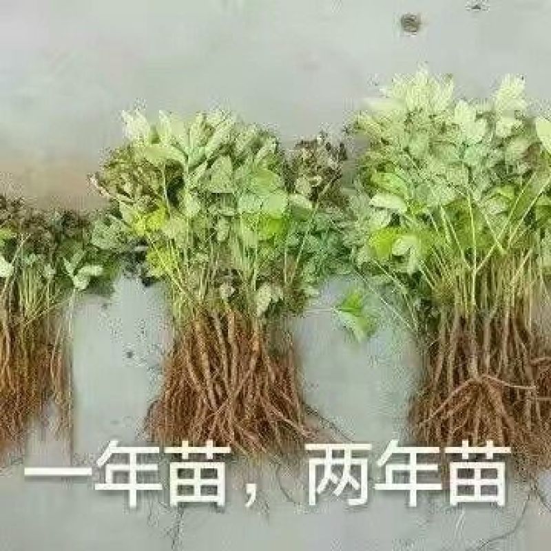 油牡丹苗10~20cm