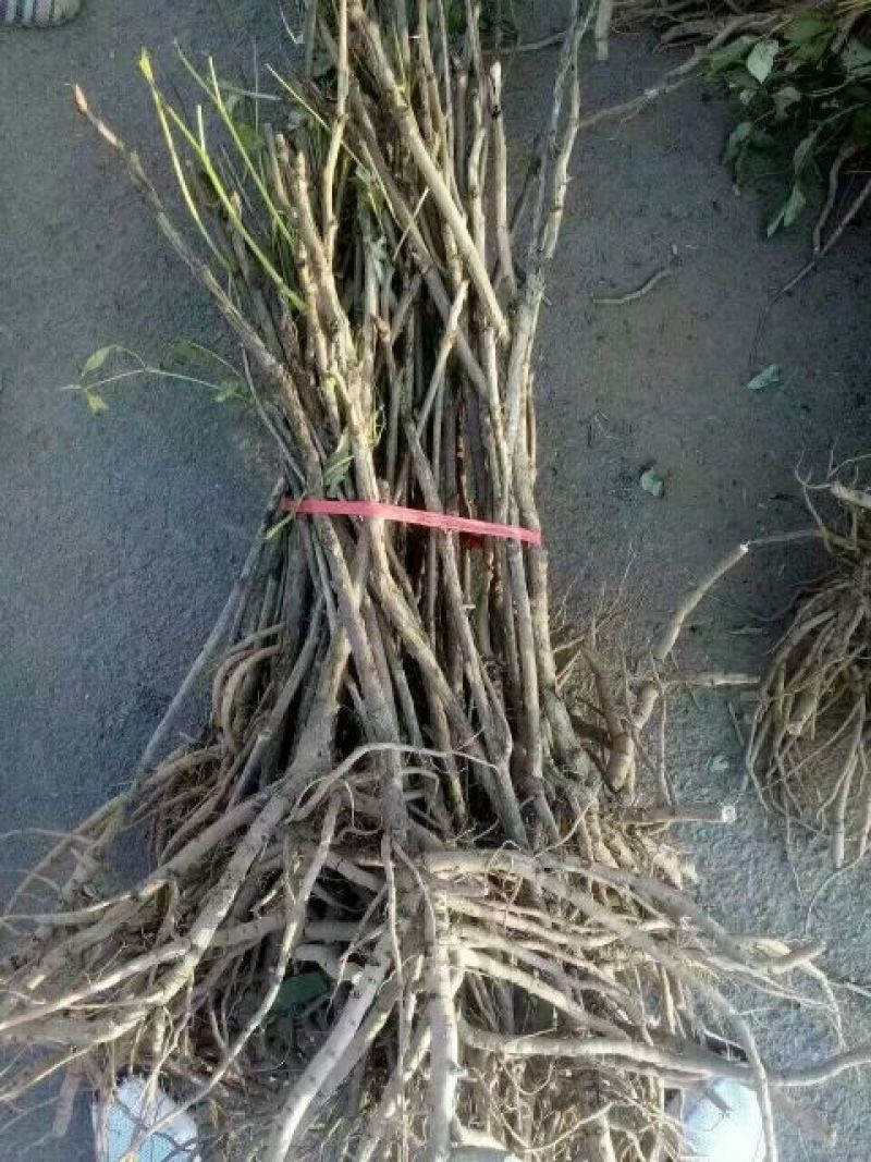 油牡丹苗10~20cm