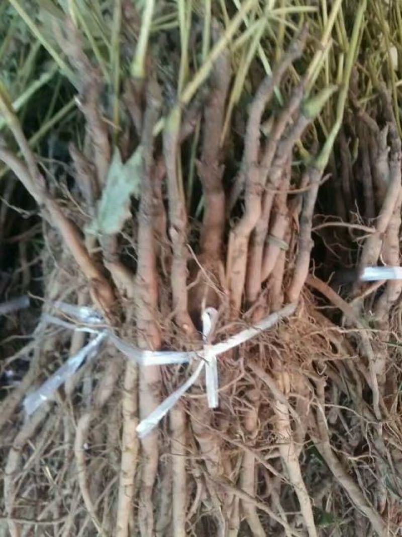 油牡丹苗10~20cm