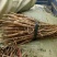油牡丹苗10~20cm