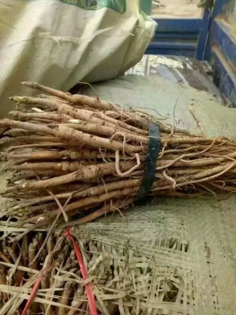 油牡丹苗10~20cm