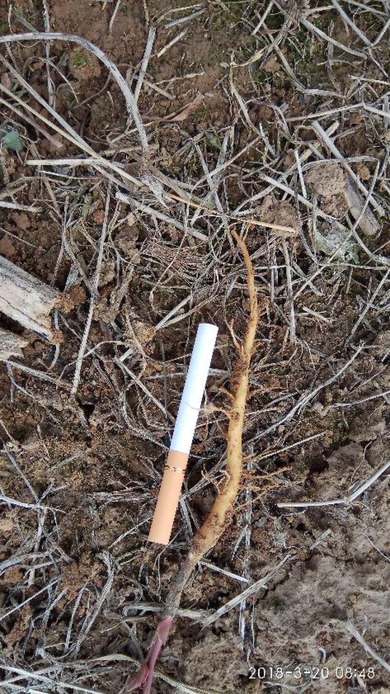 油牡丹苗10~20cm
