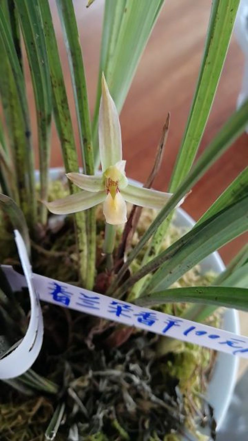 兰花带盆栽好