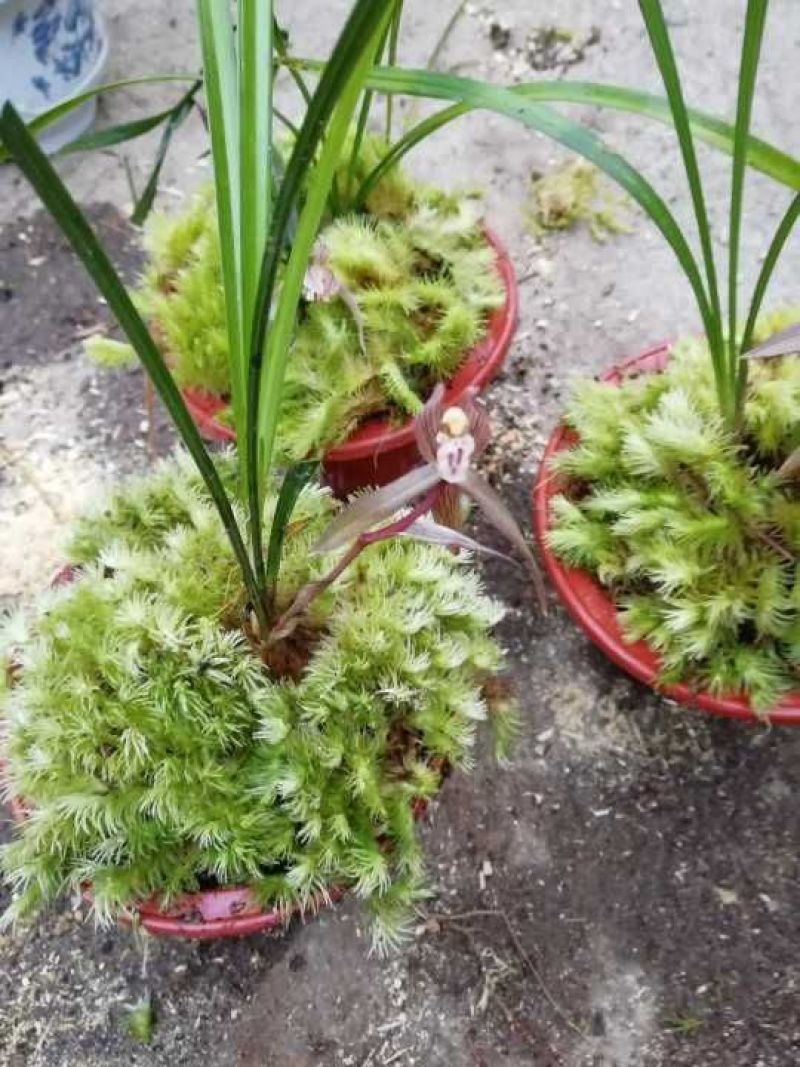 兰花带盆栽好