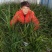 兰花带盆栽好