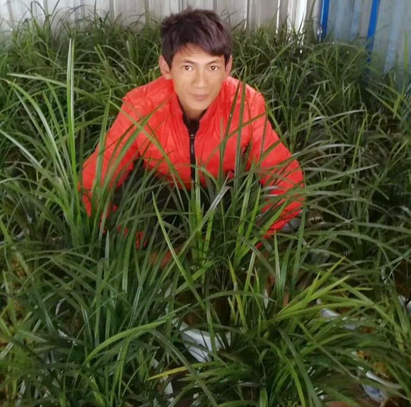 兰花带盆栽好