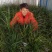 兰花带盆栽好