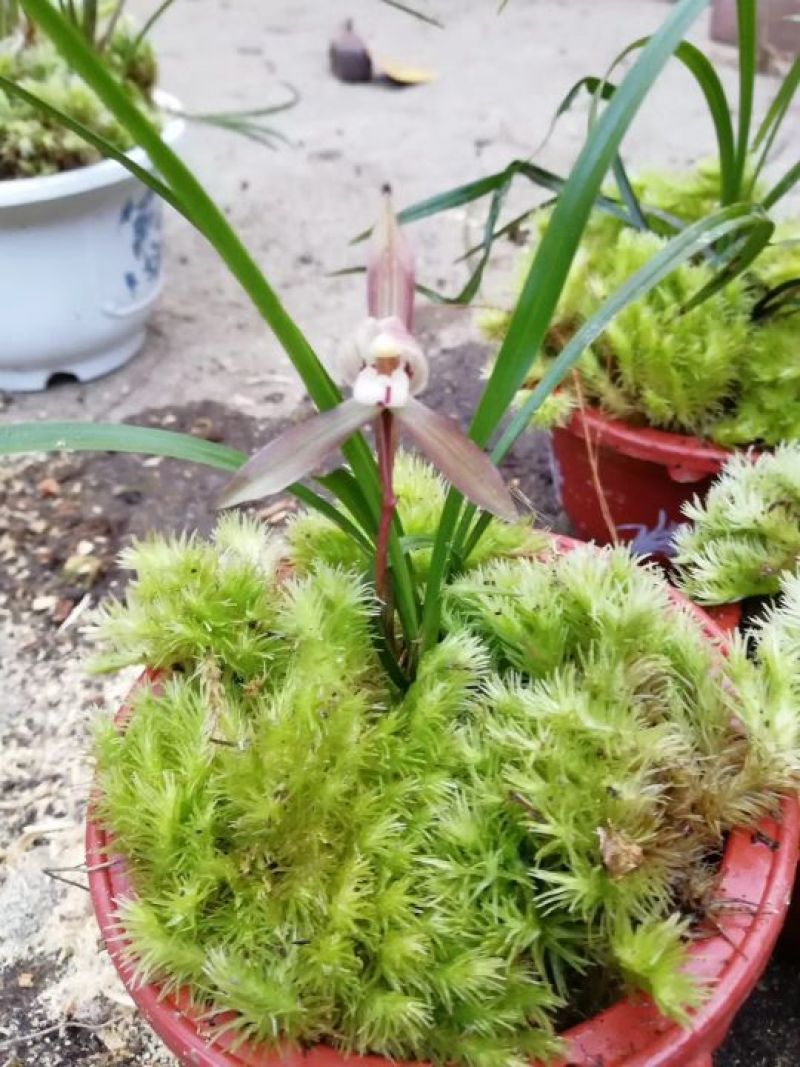 兰花带盆栽好