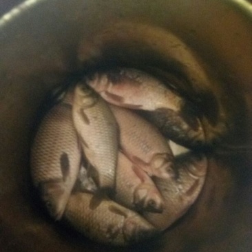 鲫鱼食用