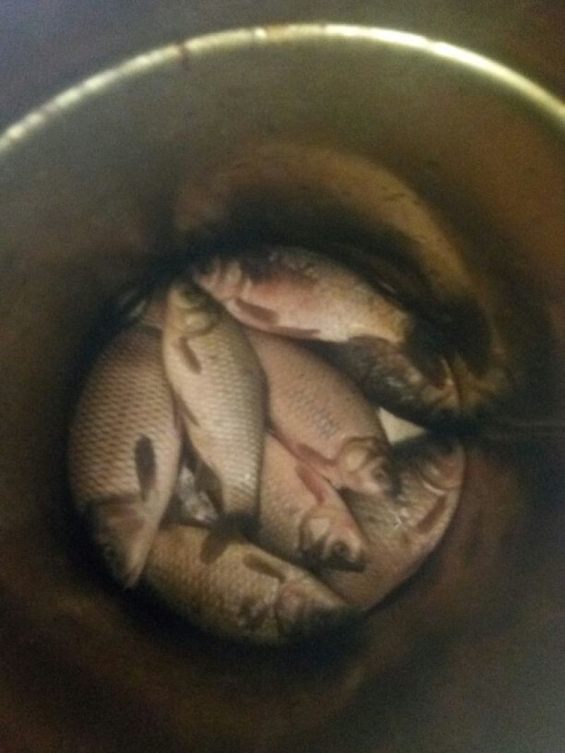 鲫鱼食用