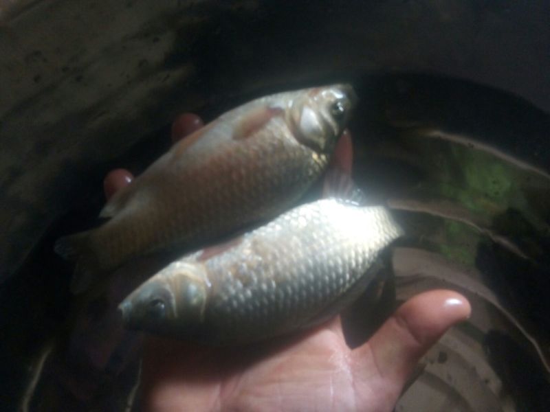 鲫鱼食用