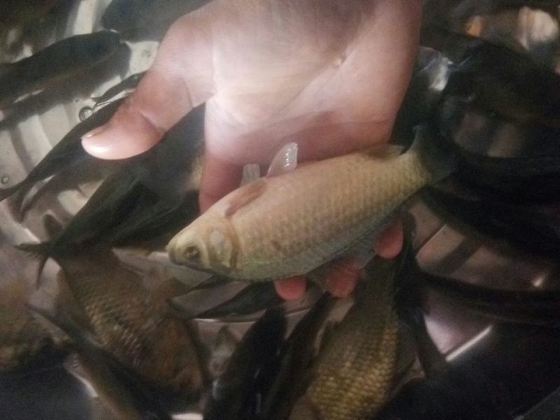 鲫鱼食用