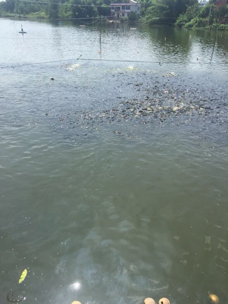 优质鲤鱼苗规格齐全基地直供成活率高提供技术