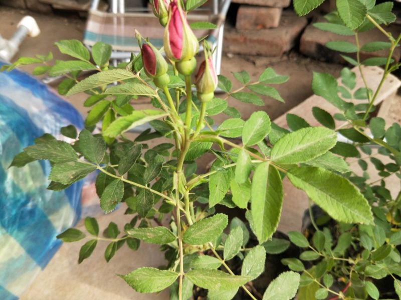 香水玫瑰20~30cm