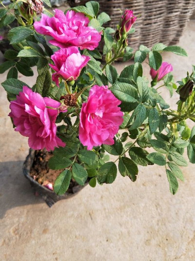 香水玫瑰20~30cm