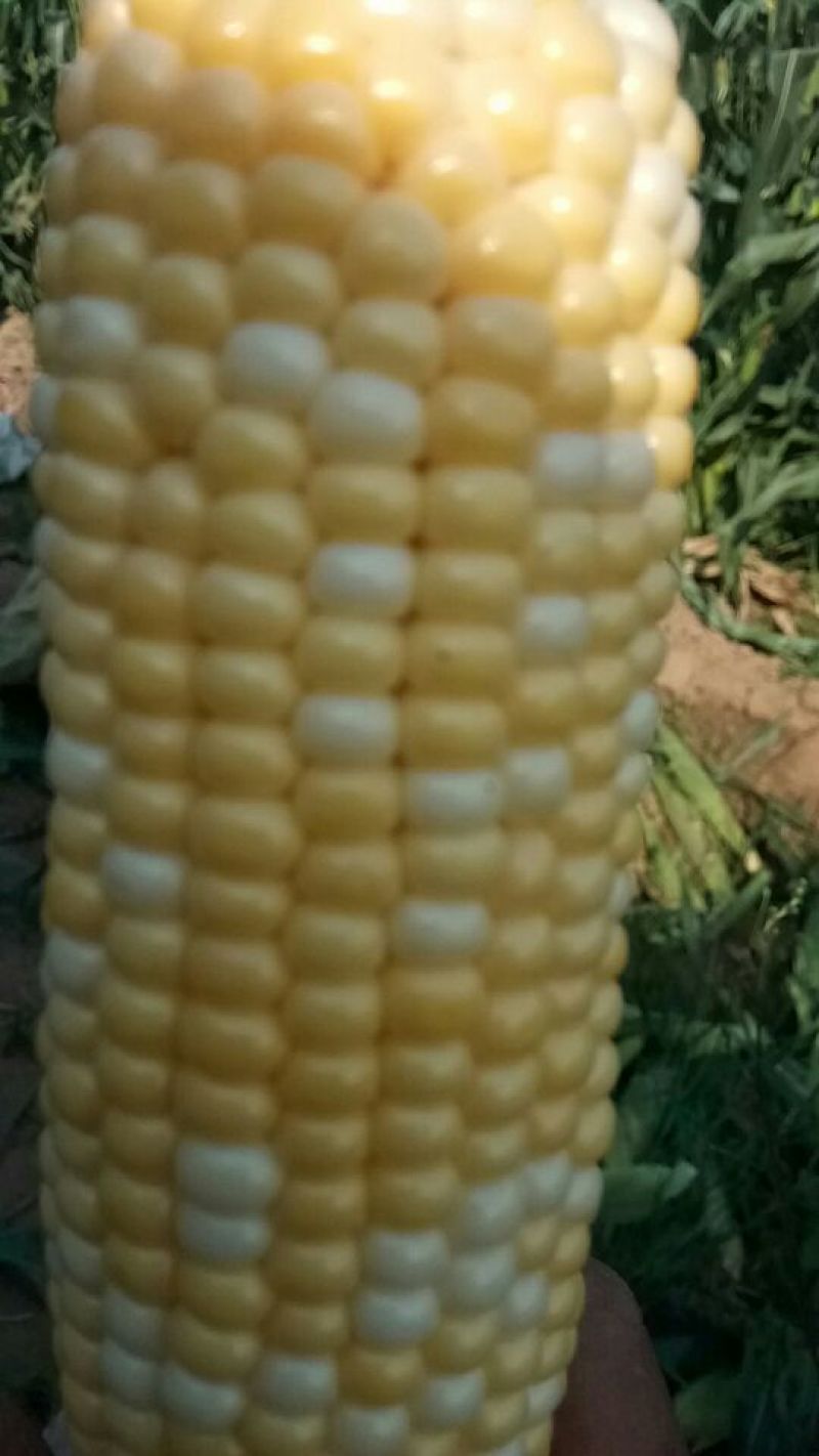 预售好吃水果玉米8两上批发纯黄水果玉米，黄加白水果玉米