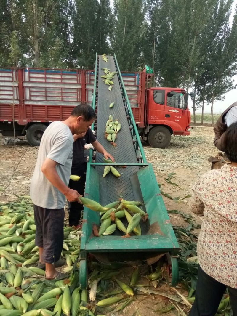 预售好吃水果玉米8两上批发纯黄水果玉米，黄加白水果玉米